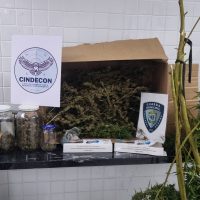Imagem referente a Pé de maconha e porções de drogas são apreendidos em ação contra o tráfico no Santos Dumont