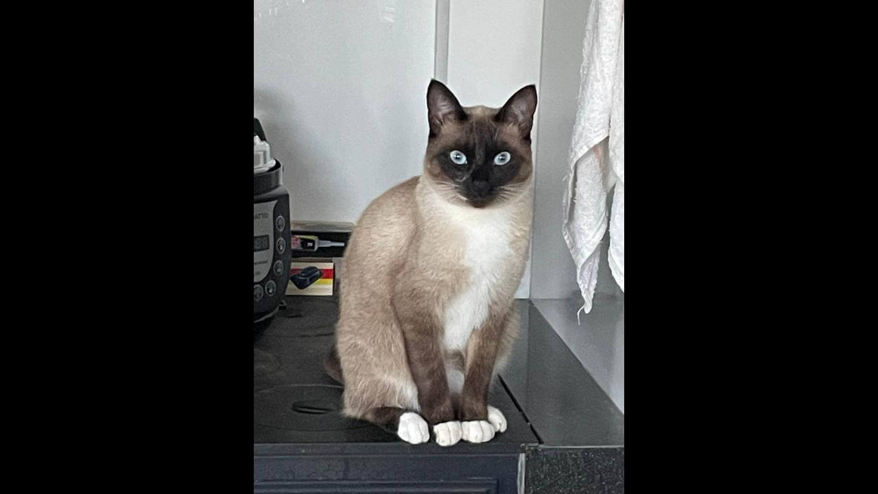 Gata Amora desapareceu no bairro Alto Alegre