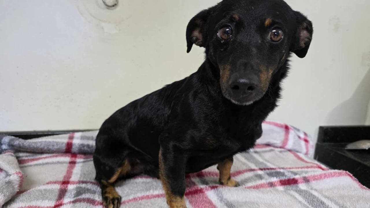 Cachorro é encontrado no bairro Neva