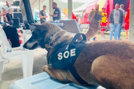 Cãominhada da PPPR é adiada para 7 de junho; inscrições são prorrogadas Imagem referente a Cãominhada da PPPR é adiada para 7 de junho; inscrições são prorrogadas