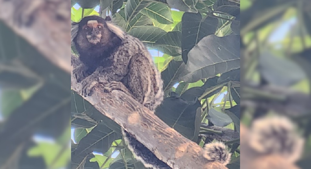 Sagui preso em árvore na Rua Rio Grande do Sul preocupa internautas Sagui preso em árvore na Rua Rio Grande do Sul preocupa internautas
