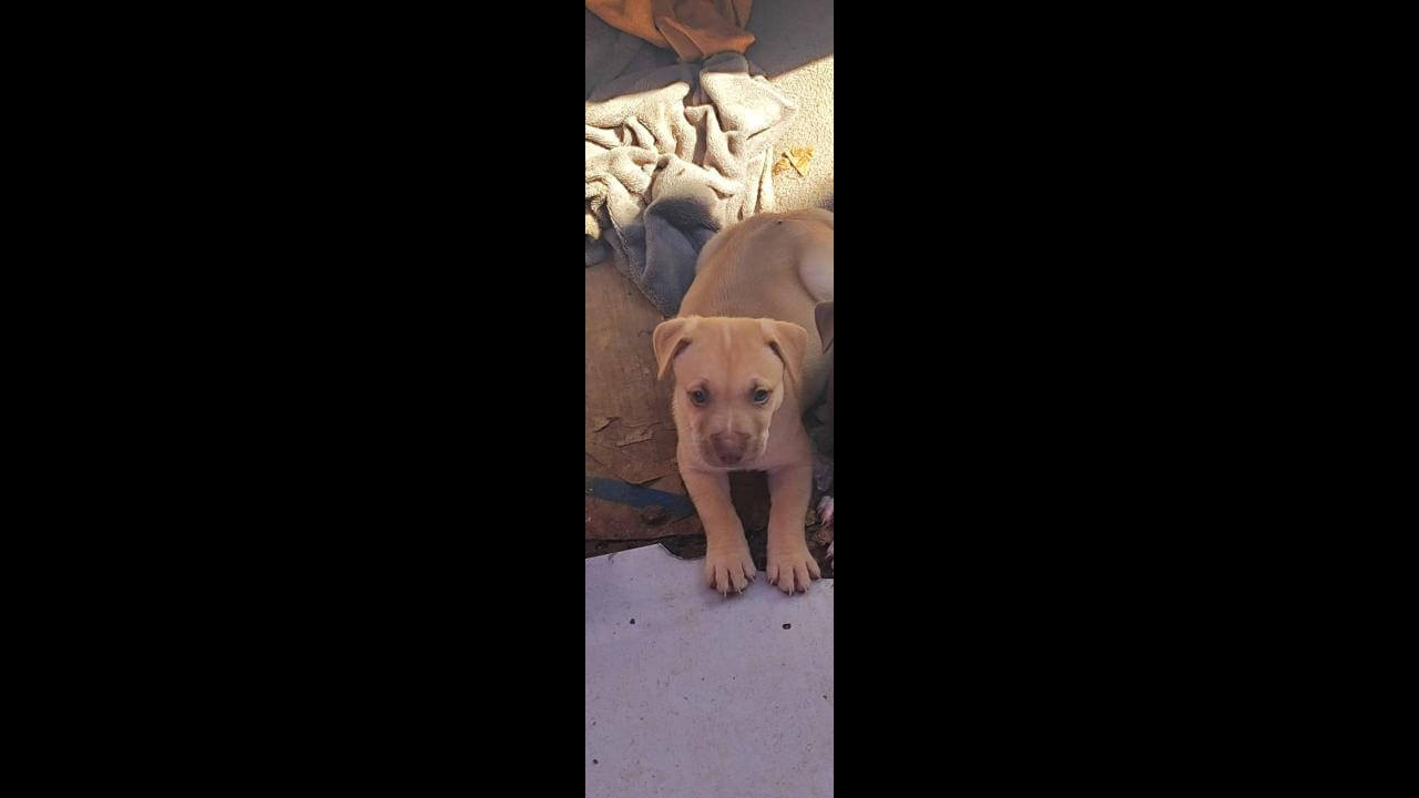 Cachorro Breck desapareceu no bairro Interlagos