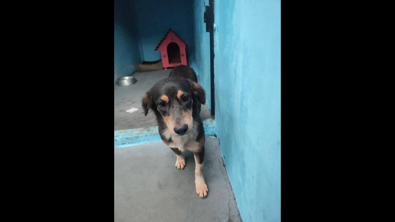 Cachorra é encontrada no bairro Santa Cruz