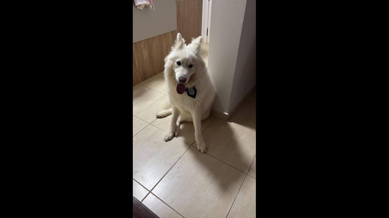Cachorro é encontrado no bairro Recanto Tropical