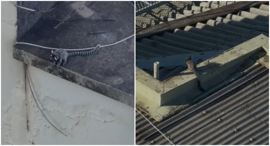 Sagui “chorando” no Centro de Cascavel: população pede ação das autoridades