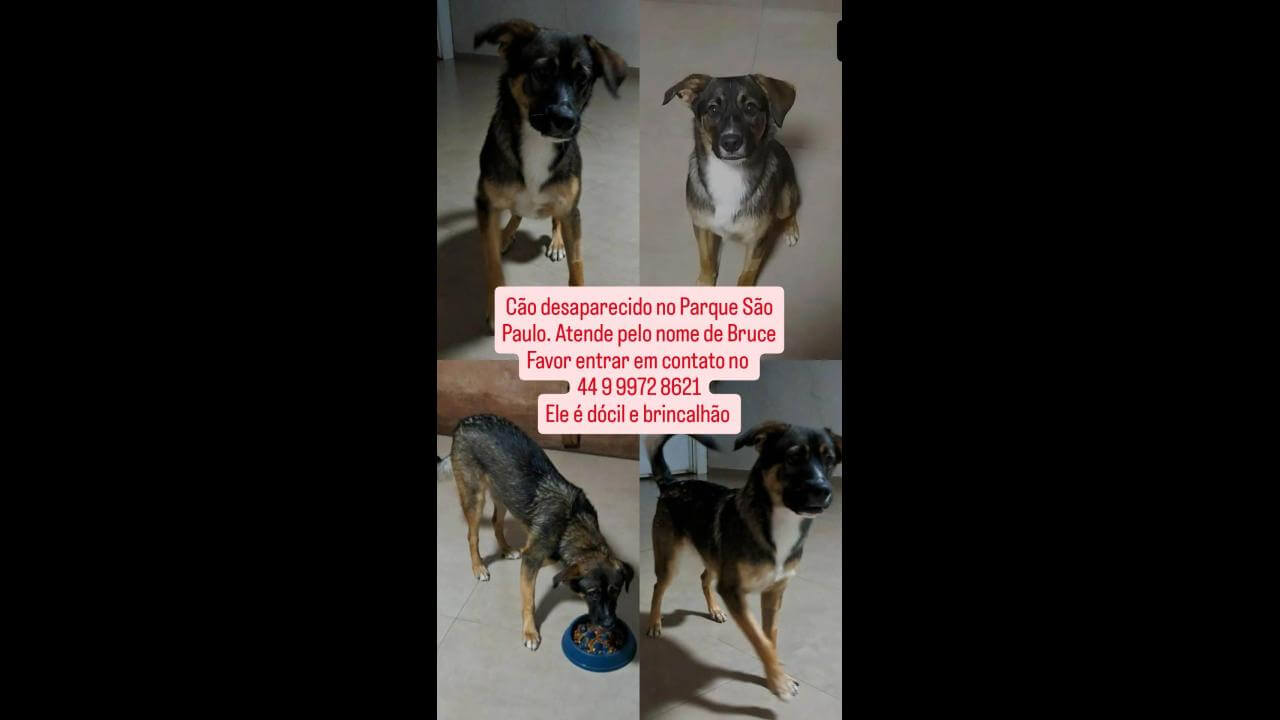 Cachorro Bruce desapareceu no bairro Parque São Paulo