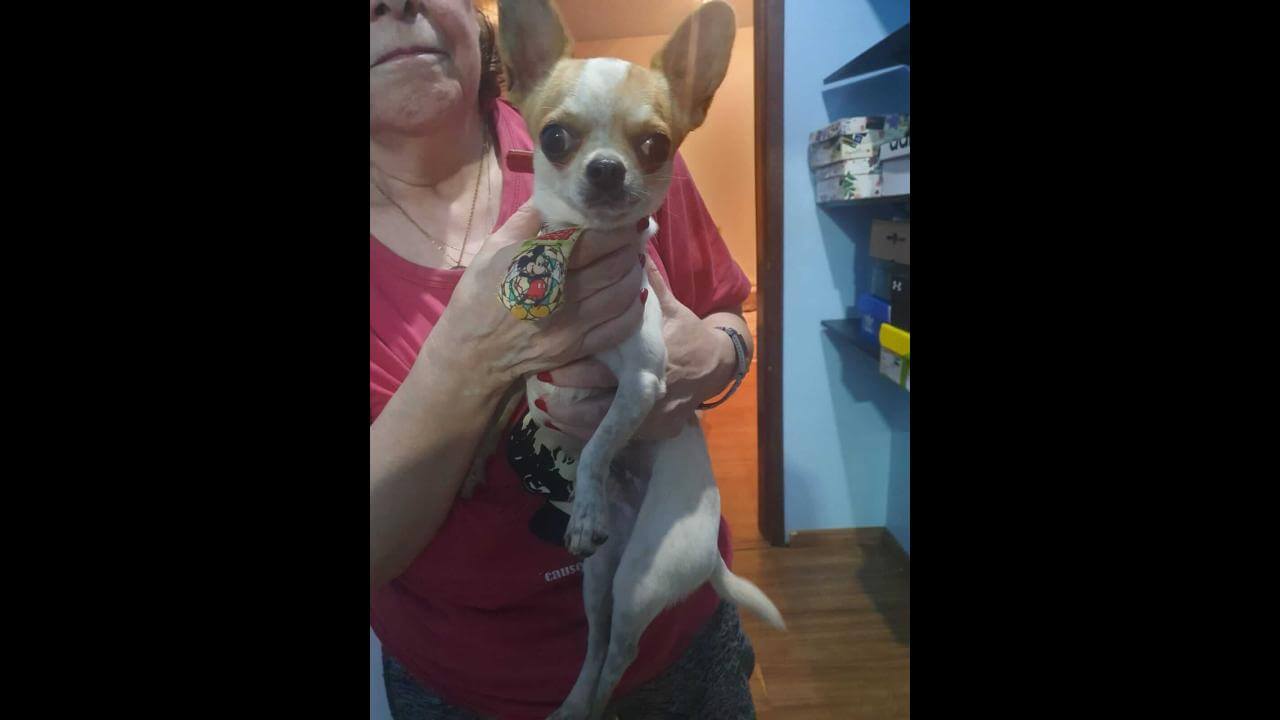 Cachorro é encontrado no bairro Coqueiral