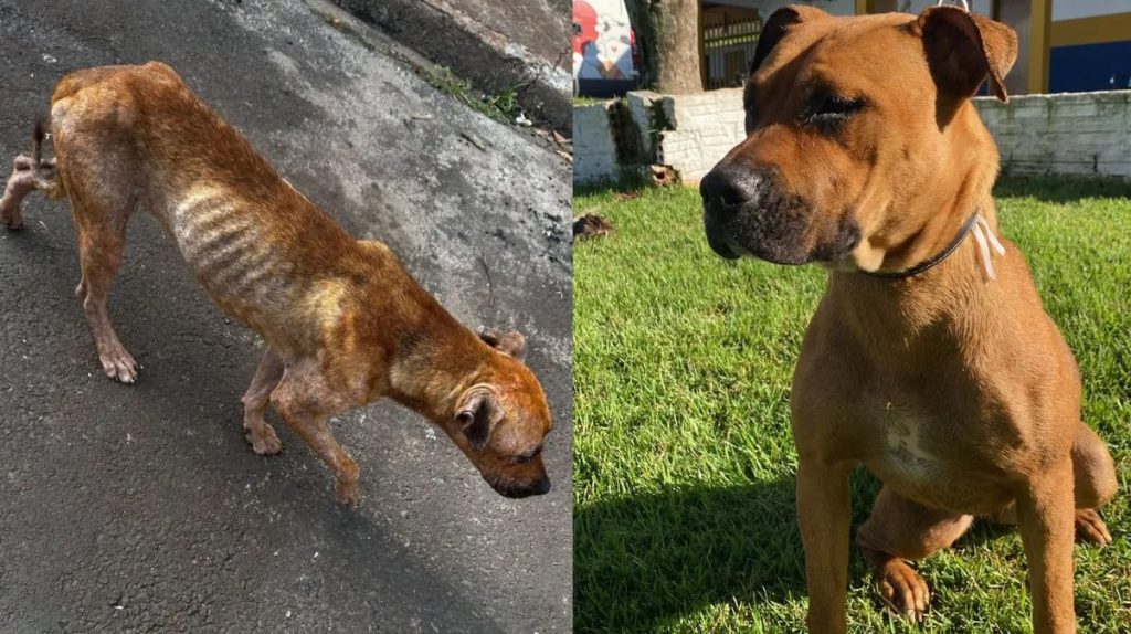 Cachorra vítima de maus-tratos se recupera e encontra novo lar