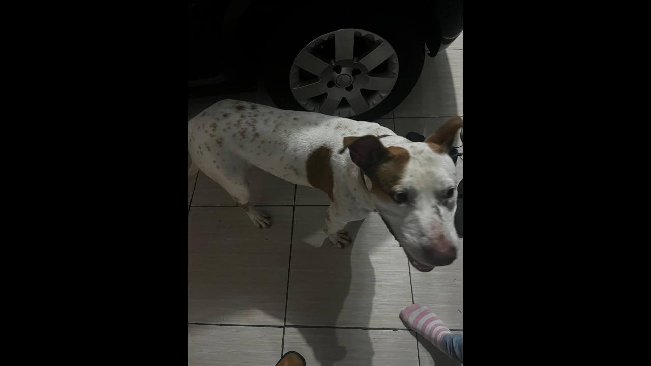 Cachorro é encontrado no bairro Claudete