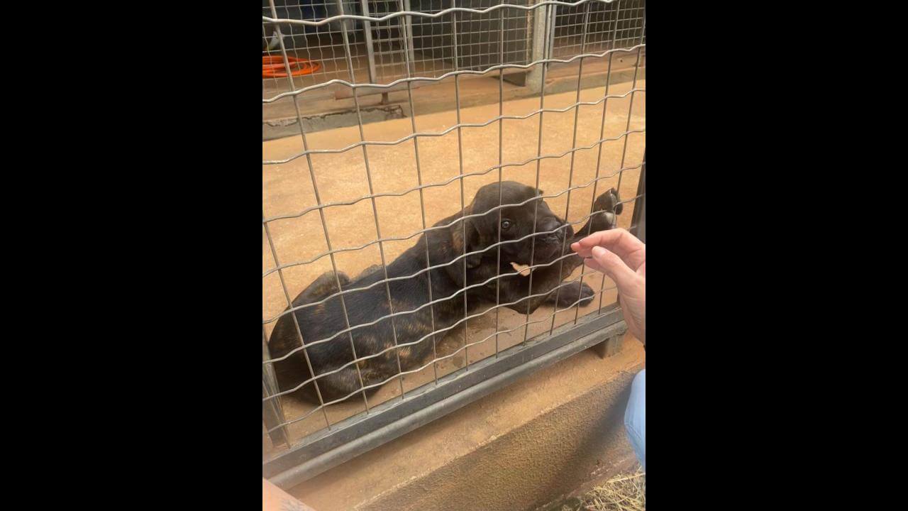 Cachorro desapareceu na rodovia BR-277 em Cascavel