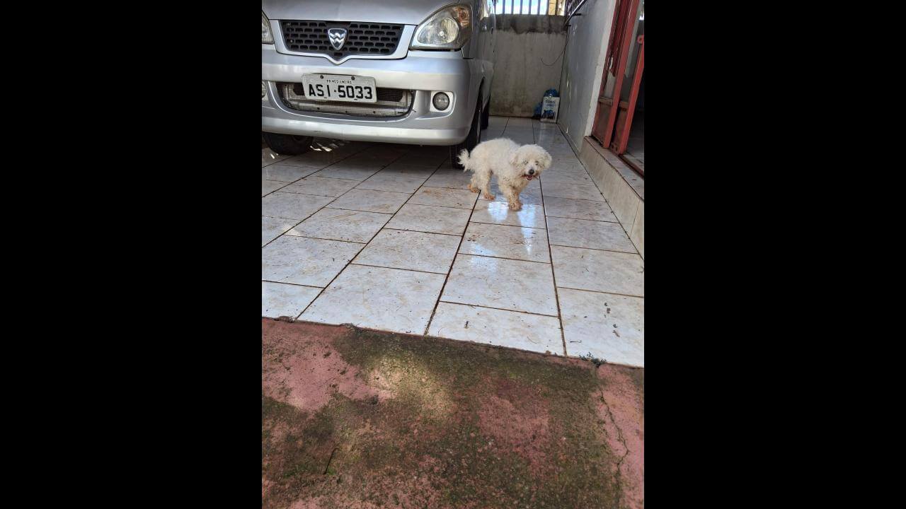 Cachorro é encontrado no bairro Periolo