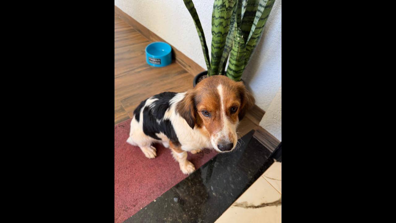 Cachorro é encontrado no bairro Região do Lago