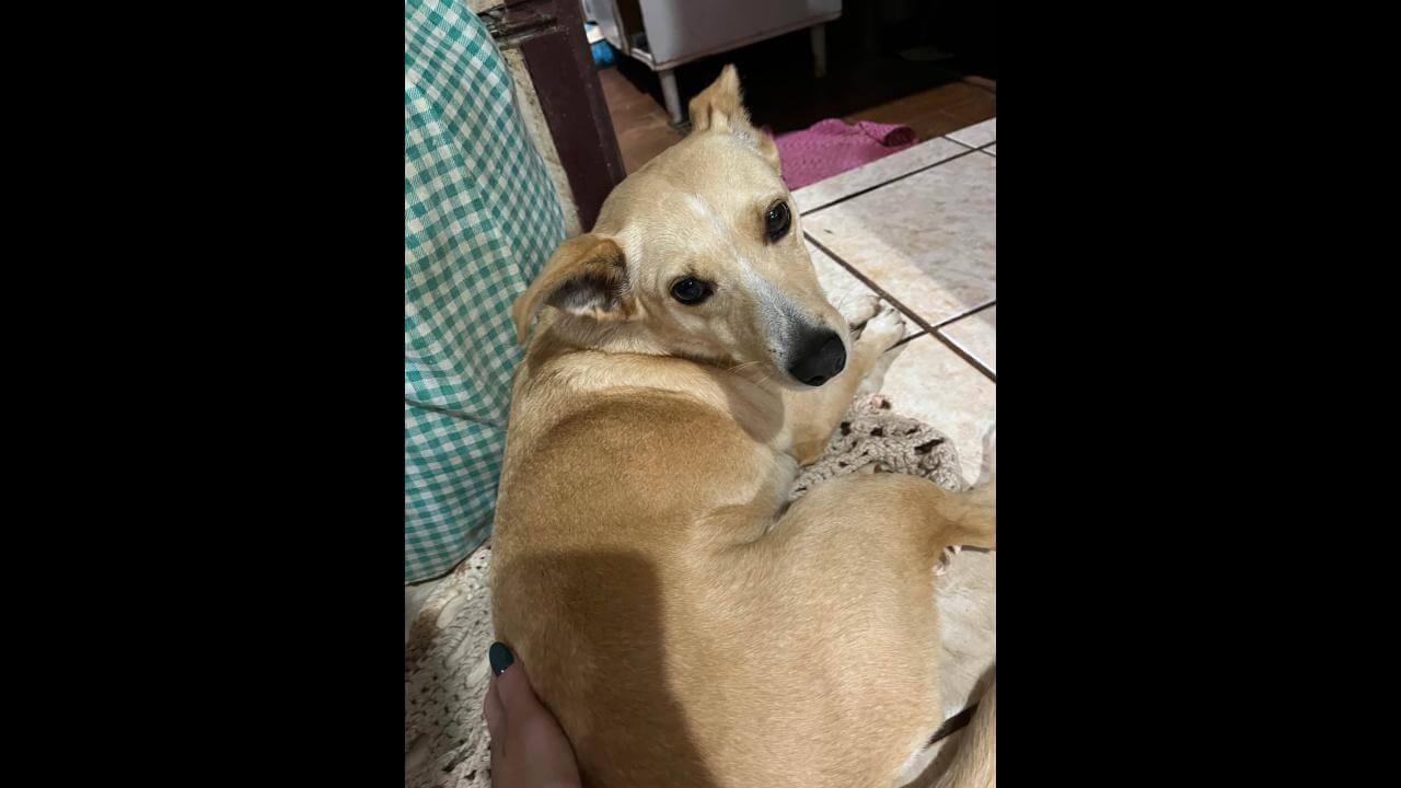 Cachorra é encontrada no bairro Santa Felicidade