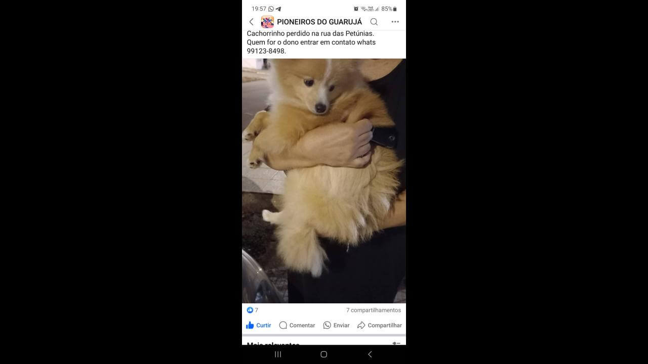 Cachorro é encontrado no bairro Guarujá