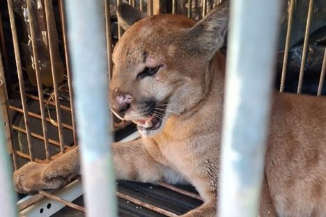 Após moradores verificarem ataques a outros animais, onça-parda é capturada pelo IAT e devolvida em habitat