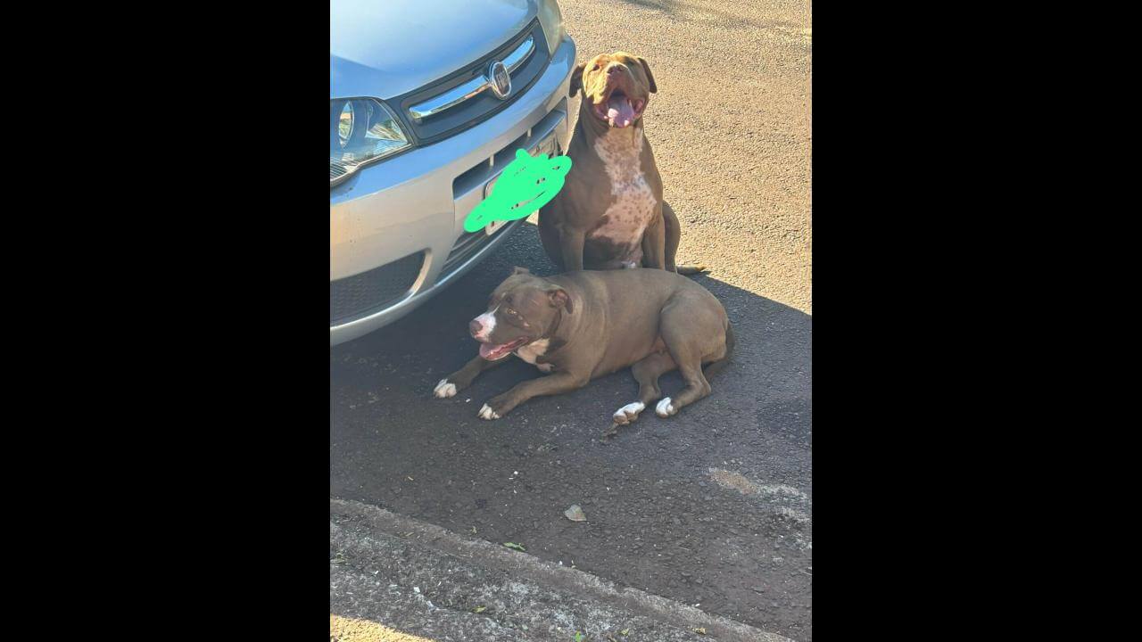 Cachorro é encontrado no bairro Tarumã