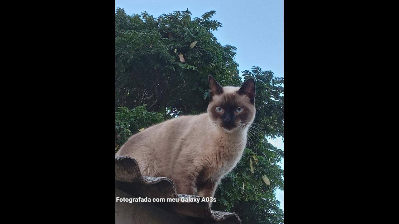 Gato é encontrado no bairro Parque São Paulo