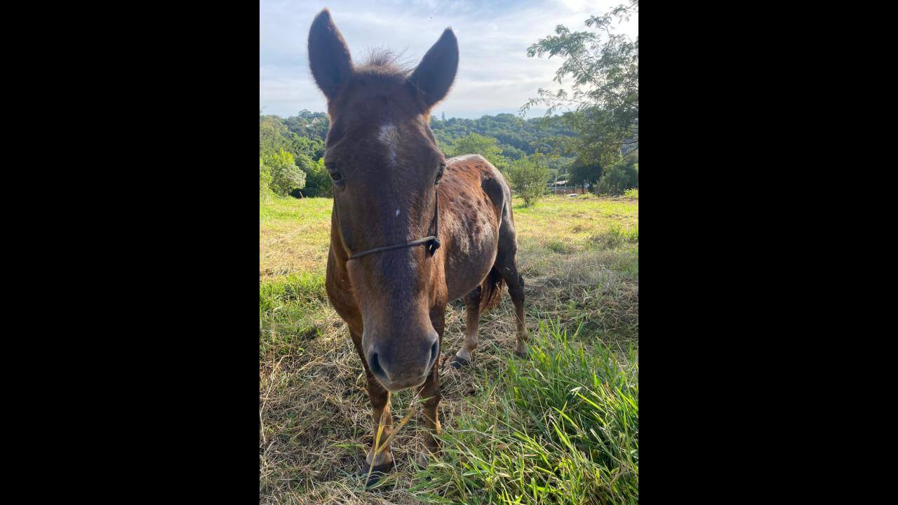 Cavalo é encontrado no bairro Universitário