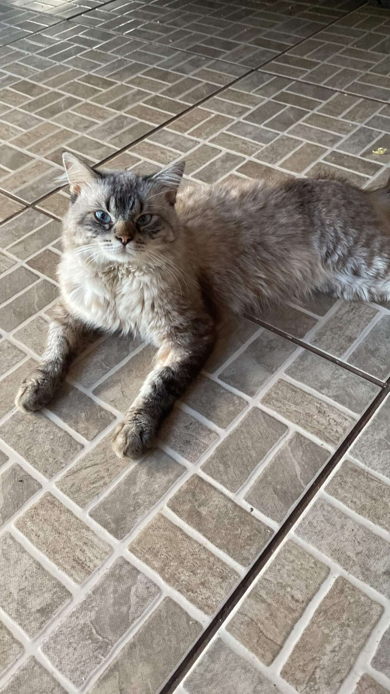 Gato Luffy desapareceu no bairro Brasília