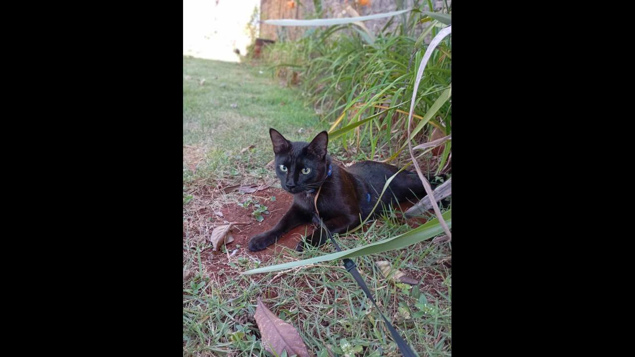 Gato Salém desapareceu no bairro Alto Alegre