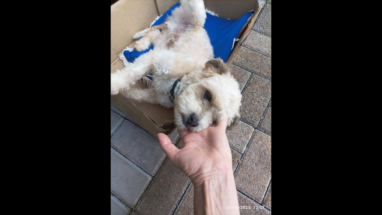 Cachorro é encontrado no bairro Cascavel Velho