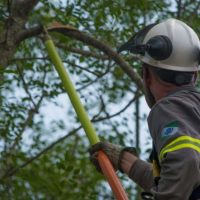 Imagem referente a Copel vai compartilhar base de dados de 1,8 milhão de árvores com as prefeituras