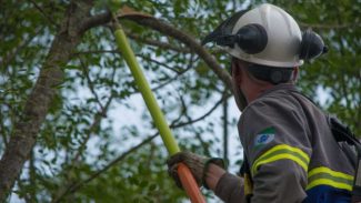 Copel vai compartilhar base de dados de 1,8 milhão de árvores com as prefeituras