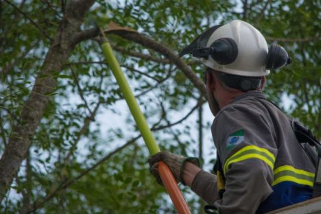 Copel vai compartilhar base de dados de 1,8 milhão de árvores com as prefeituras Imagem referente a Copel vai compartilhar base de dados de 1,8 milhão de árvores com as prefeituras