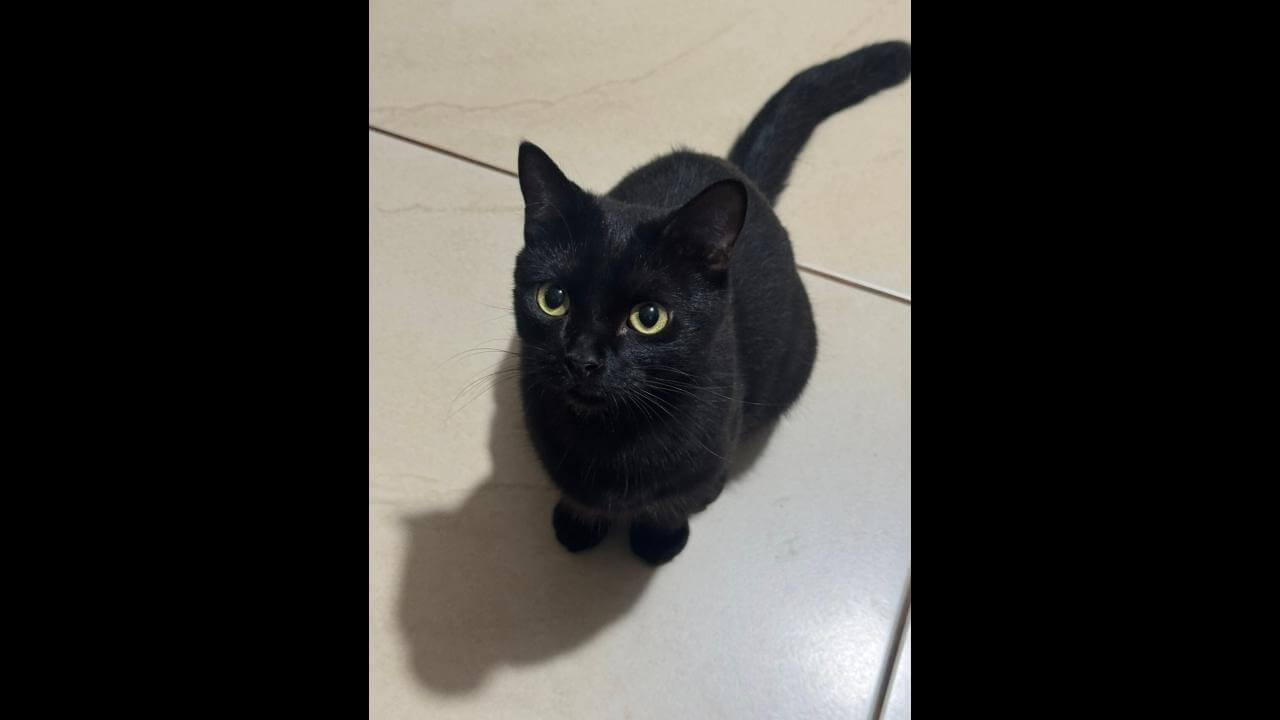 Gato Einstein desapareceu no bairro Alto Alegre