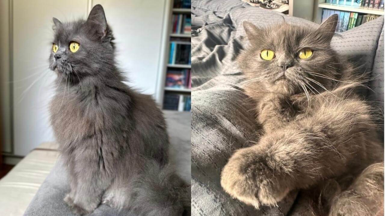 Gata Lilo desapareceu no bairro Parque São Paulo