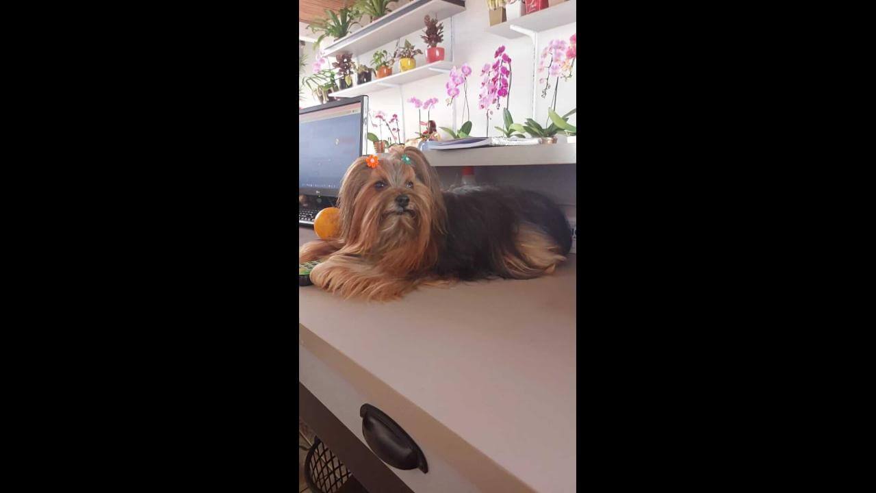 Cachorra Jade desapareceu no bairro Cidade Verde