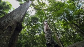Caminhos da Reportagem mostra resgate de frutas da Mata Atlântica Caminhos da Reportagem mostra resgate de frutas da Mata Atlântica