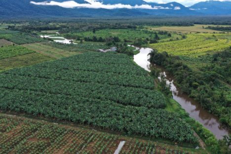 Com drones, Adapar amplia vigilância fitossanitária na bananicultura do Litoral