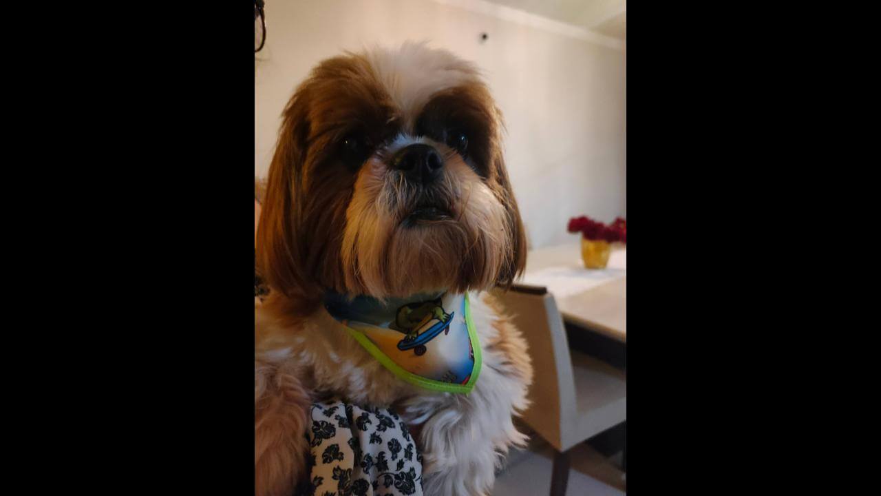 Cachorro é encontrado no bairro Cancelli Cachorro é encontrado no bairro Cancelli