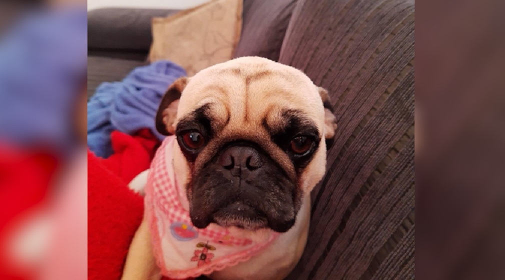 Tutores precisam encontrar doadores para realizar transfusão de sangue em cachorrinha com câncer Tutores precisam encontrar doadores para realizar transfusão de sangue em cachorrinha com câncer