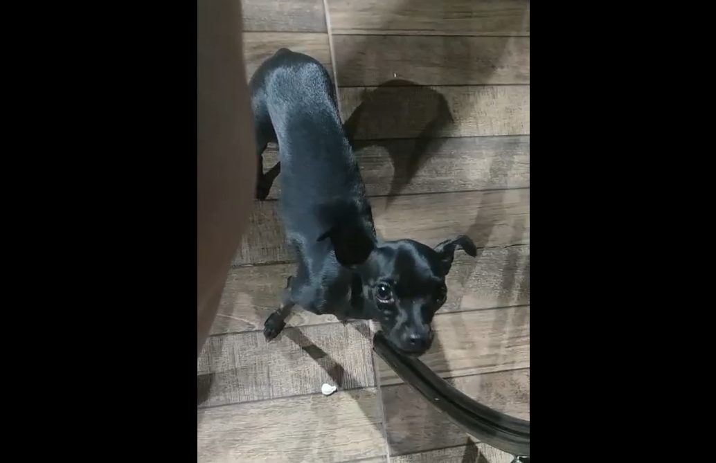 Cachorra Secura desapareceu no bairro Claudete