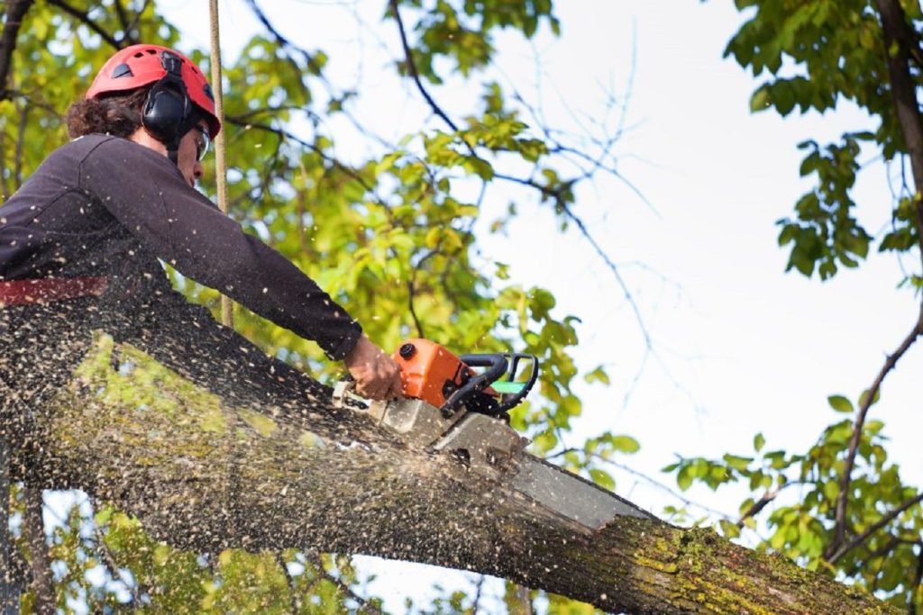 Alteração na lei de arborização de Cascavel permite atuação de empresas privadas na manutenção urbana
