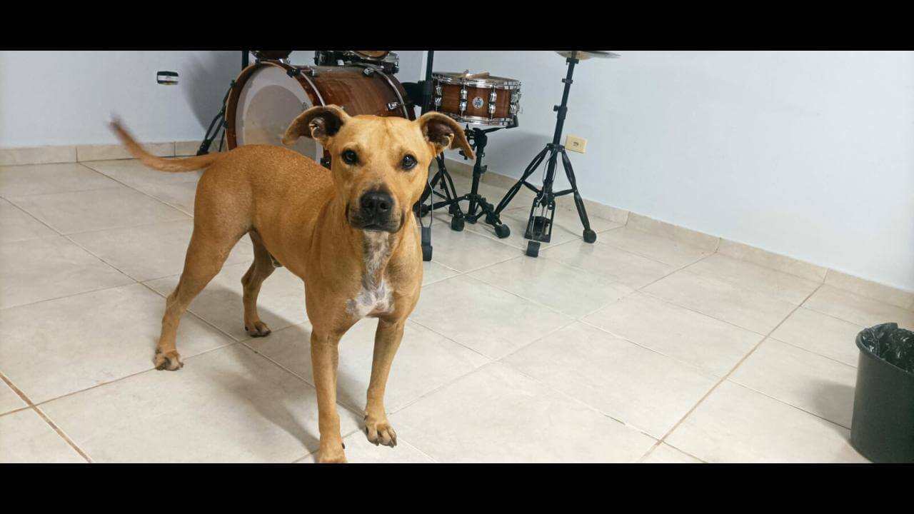 Cachorro é encontrado no bairro Coqueiral