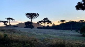 Onda de frio no campo: IDR-Paraná reforça cuidados em culturas mais sensíveis