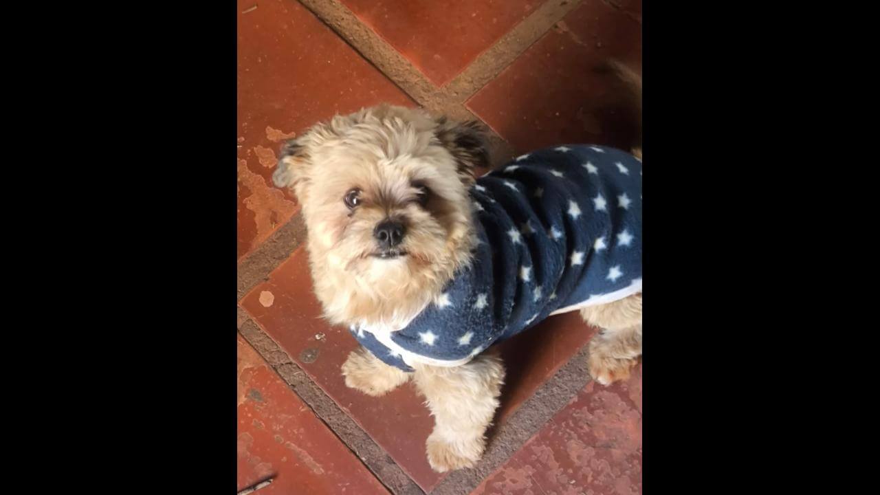Cachorro Scooby desapareceu no bairro Nova Cidade