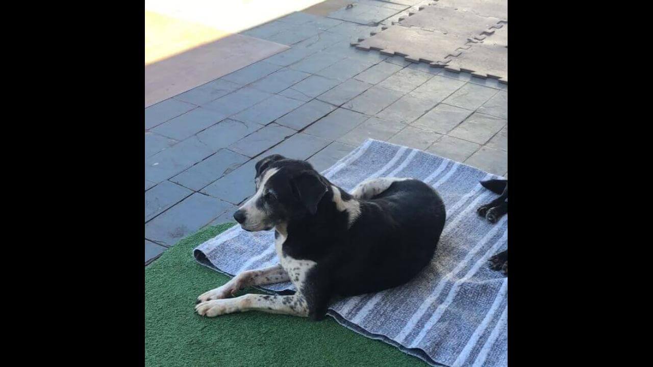 Cachorro Thor desapareceu no bairro Parque Verde