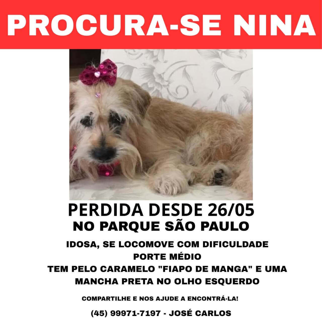 Cachorra Nina desapareceu no bairro Parque São Paulo Cachorra Nina desapareceu no bairro Parque São Paulo