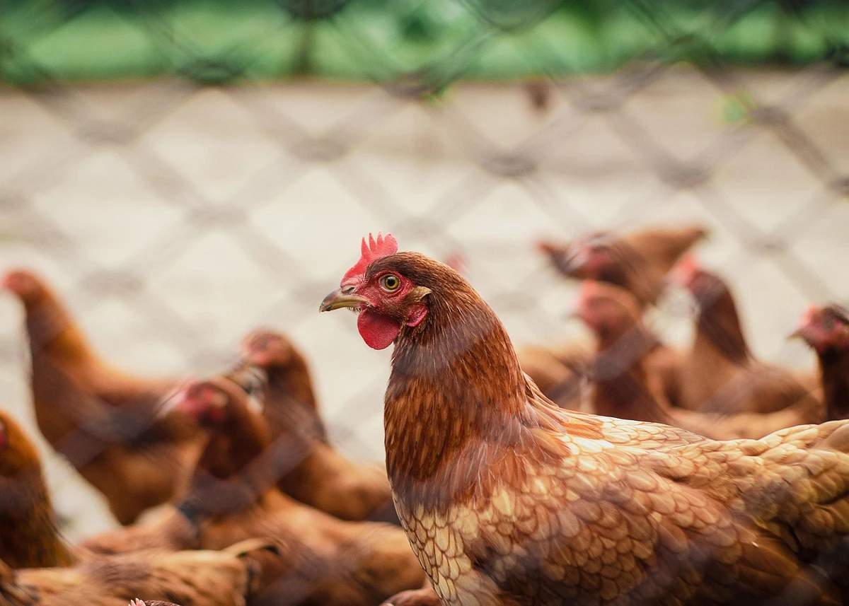 Foco de gripe aviária é confirmado em Minas Gerais Foco de gripe aviária é confirmado em Minas Gerais