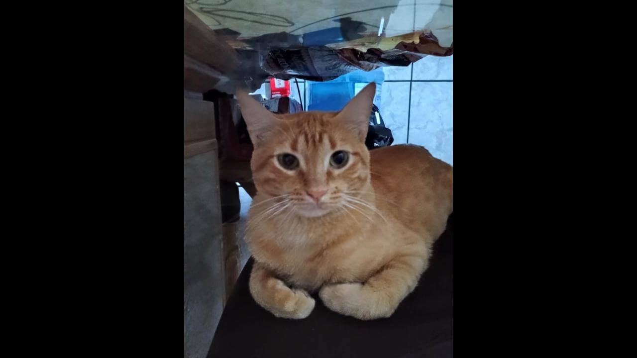 Gato Salomão desapareceu no bairro Cancelli