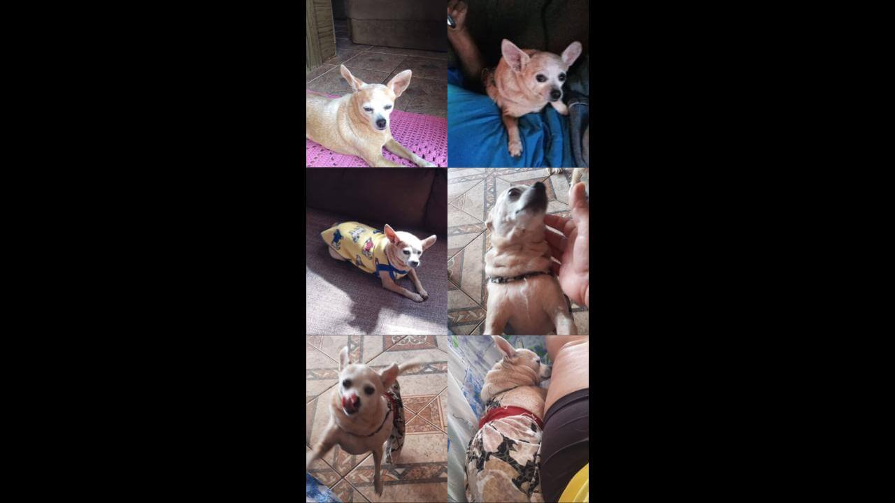 Cachorra Pituca desapareceu no bairro Santo Onofre