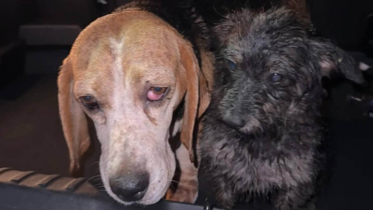 Cachorro é encontrado no bairro Centro