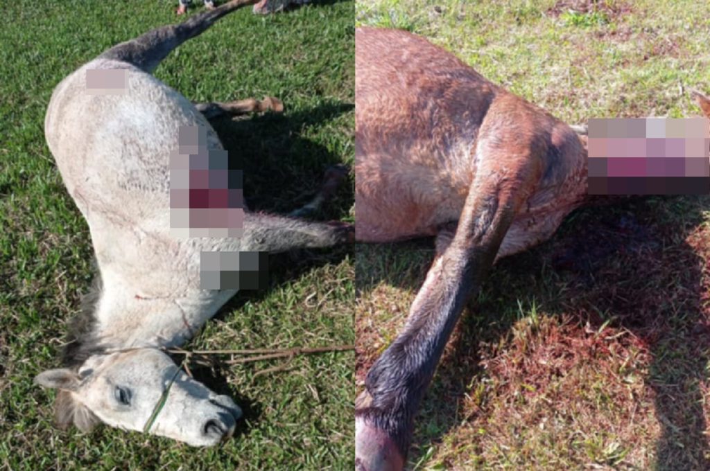Cavalos são encontrados mortos com sinais de esfaqueamento no Paraná