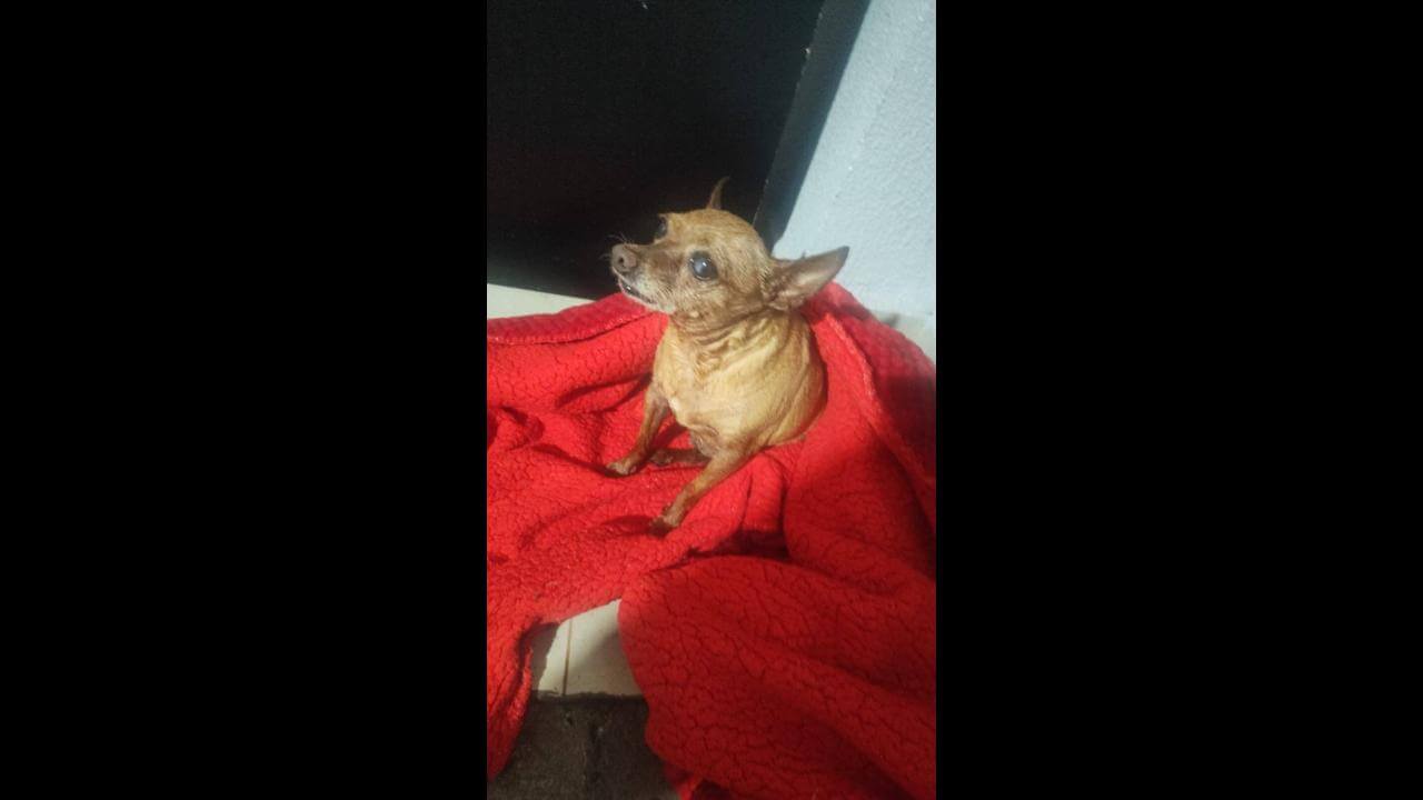 Cachorra é encontrada no bairro Florais do Paraná Cachorra é encontrada no bairro Florais do Paraná