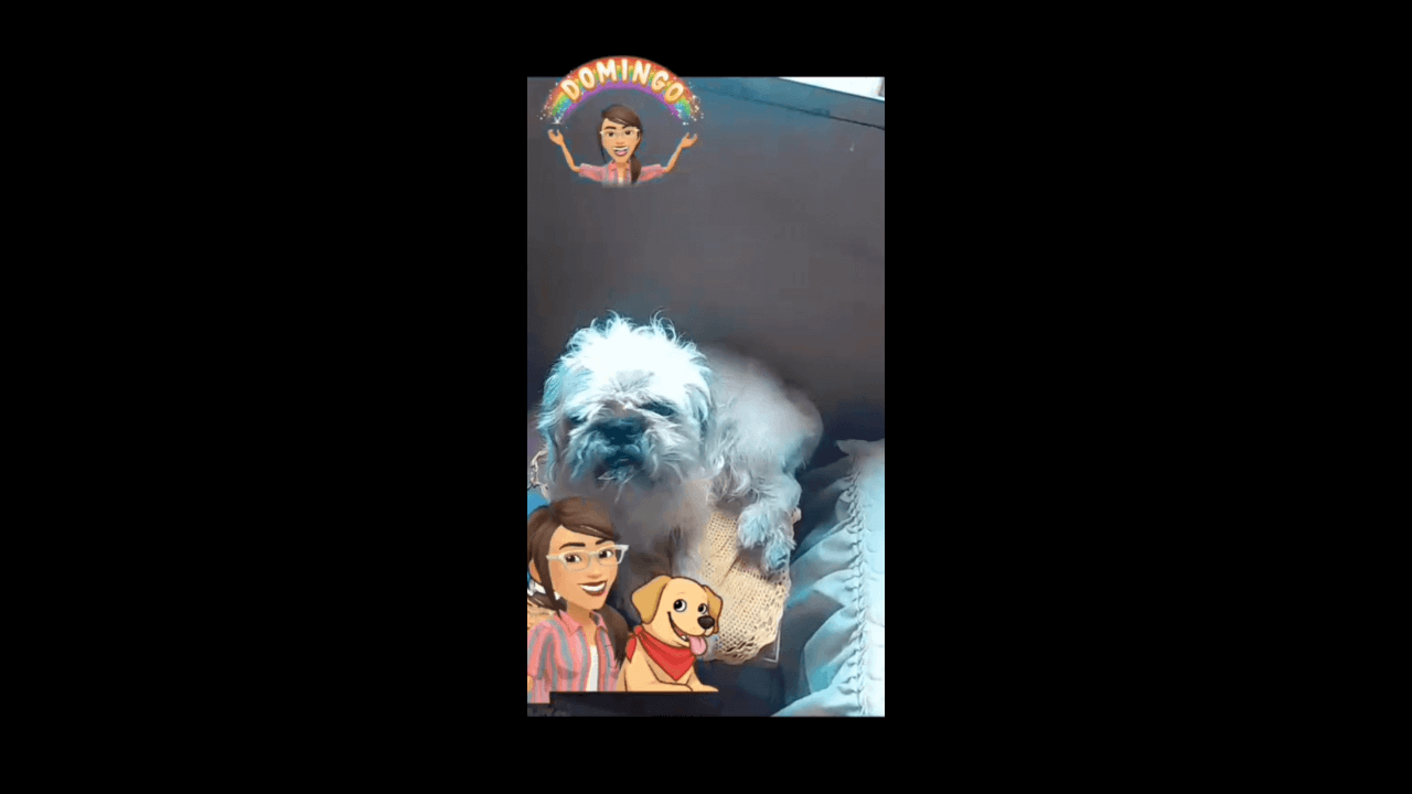 Cachorro Bill desapareceu no bairro Neva