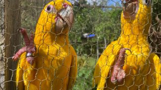 Captura e domesticação colocam animais silvestres em risco